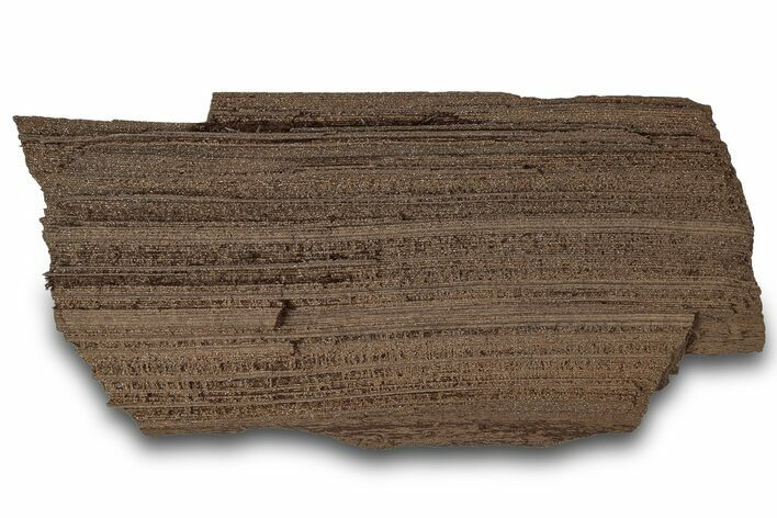 Permineralized Wood Covered In Sparkling Quartz - Germany #302044